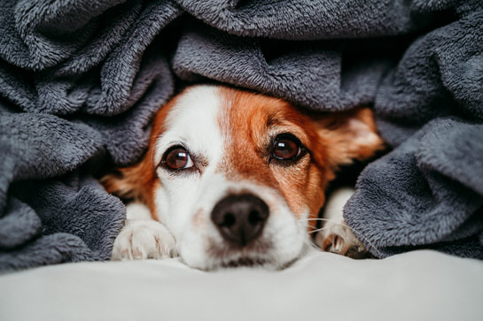 dog snuggled in blanket, with only face and paws showing